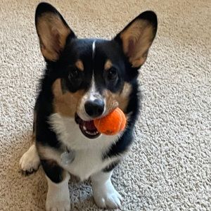 Meet your Posher, Nicole